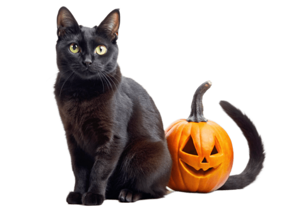 Black Cat Pet, Terror, Halloween PNG
