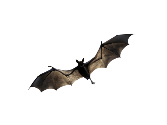 Halloween of Bats Png Icon Review