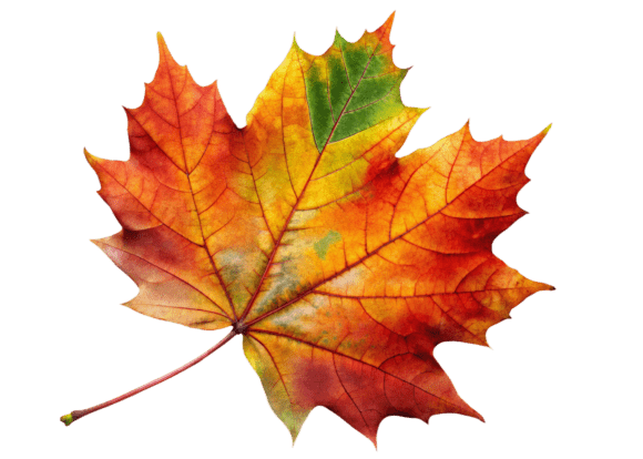 Large Maple Leaf PNG Review for Embroidery Projects