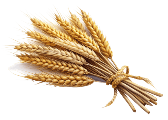 Sheaf of Wheat Ears Watercolor PNG
