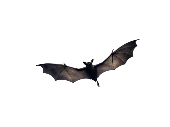 Watercolor Night with Bats PNG Review